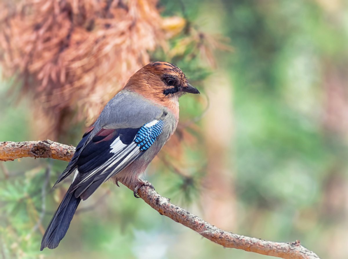 Сойка Крымская эндемик Крыма