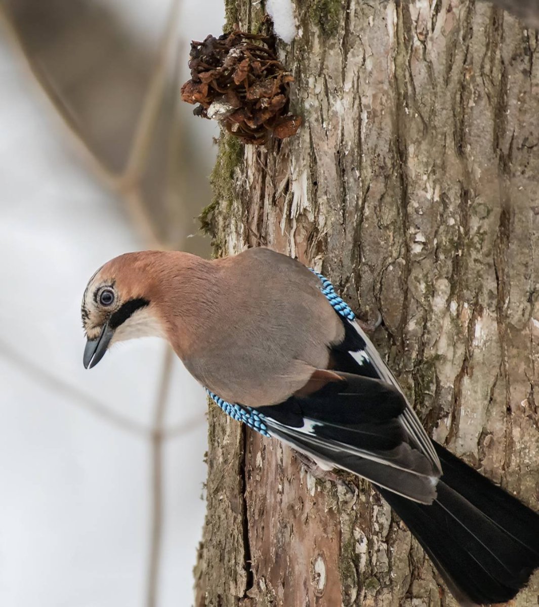 Сойка европейская