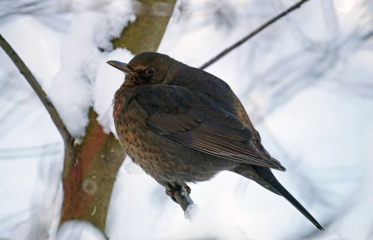 Черный Дрозд самка