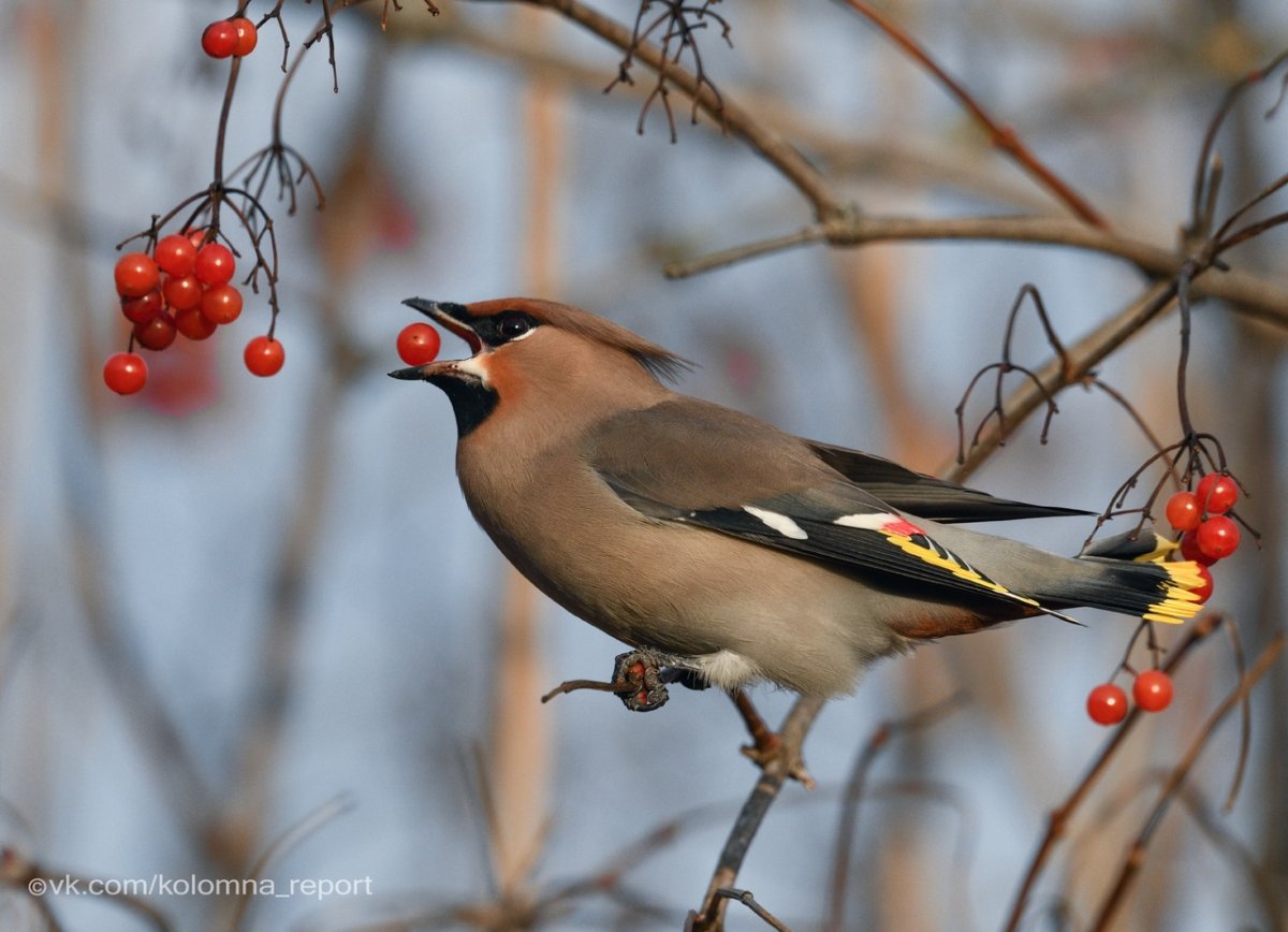 Птицы Подмосковья свиристель