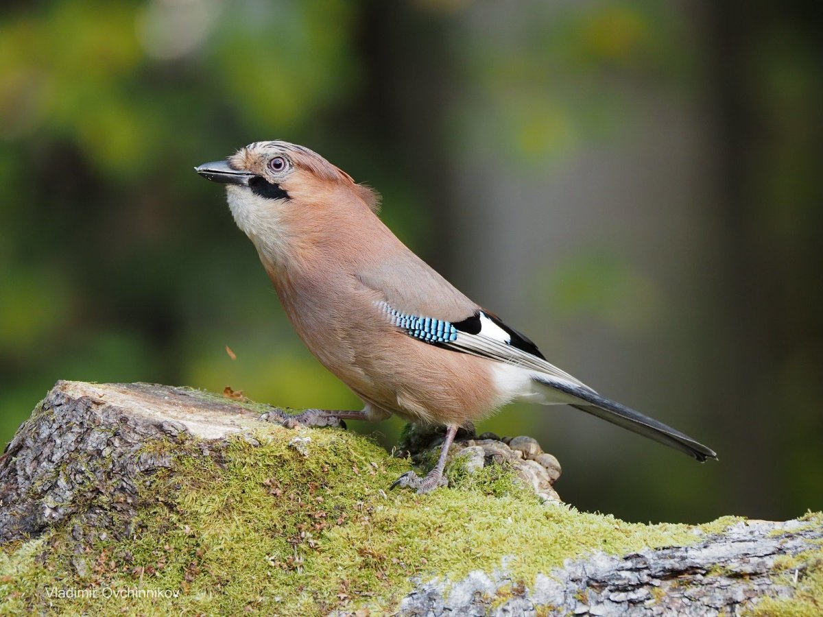 Птицы Подмосковья - Зяблик, Дрозд