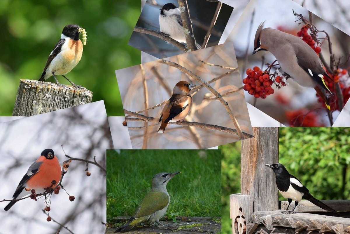 Снегирь ареал