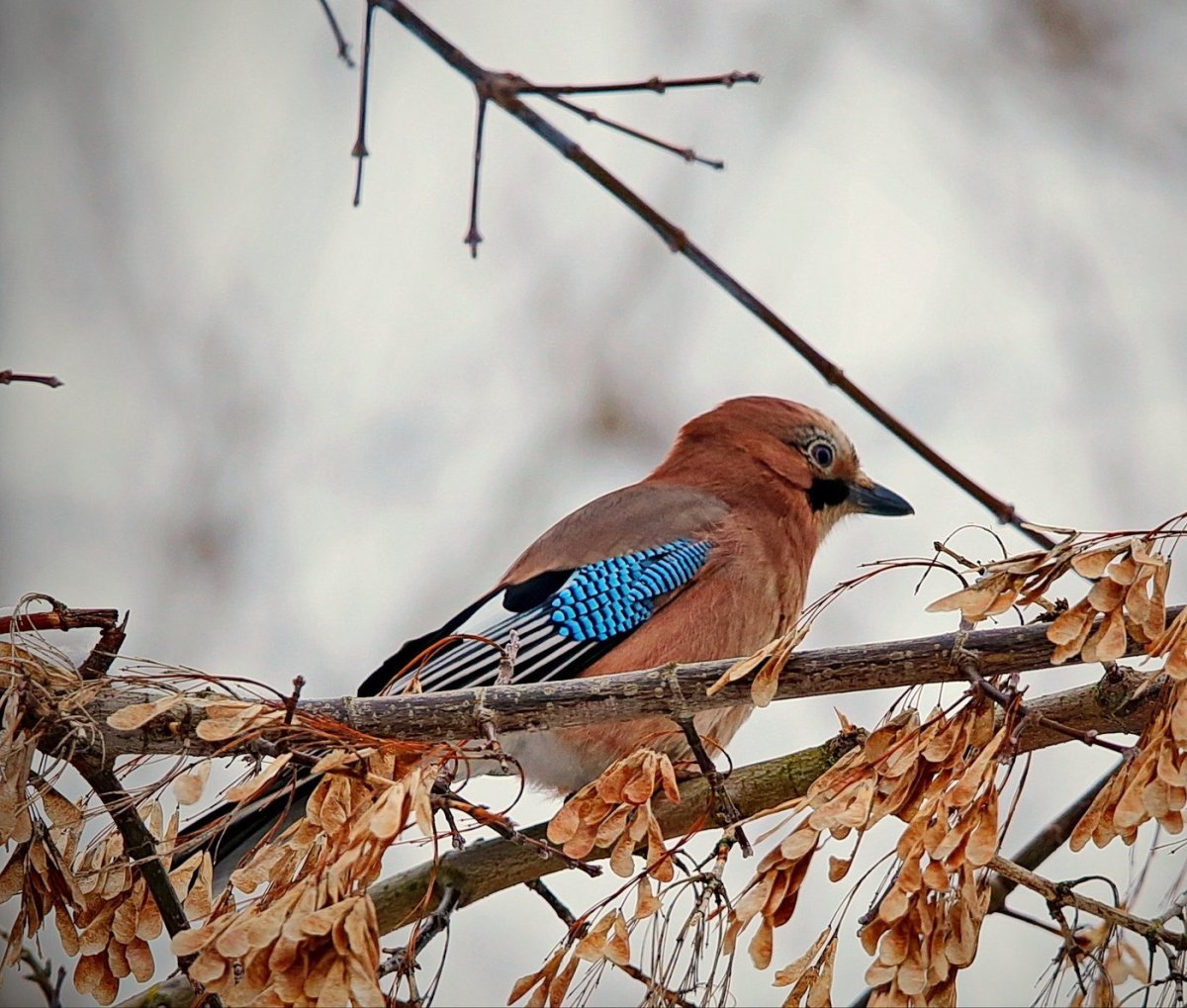 Сойка Подмосковная