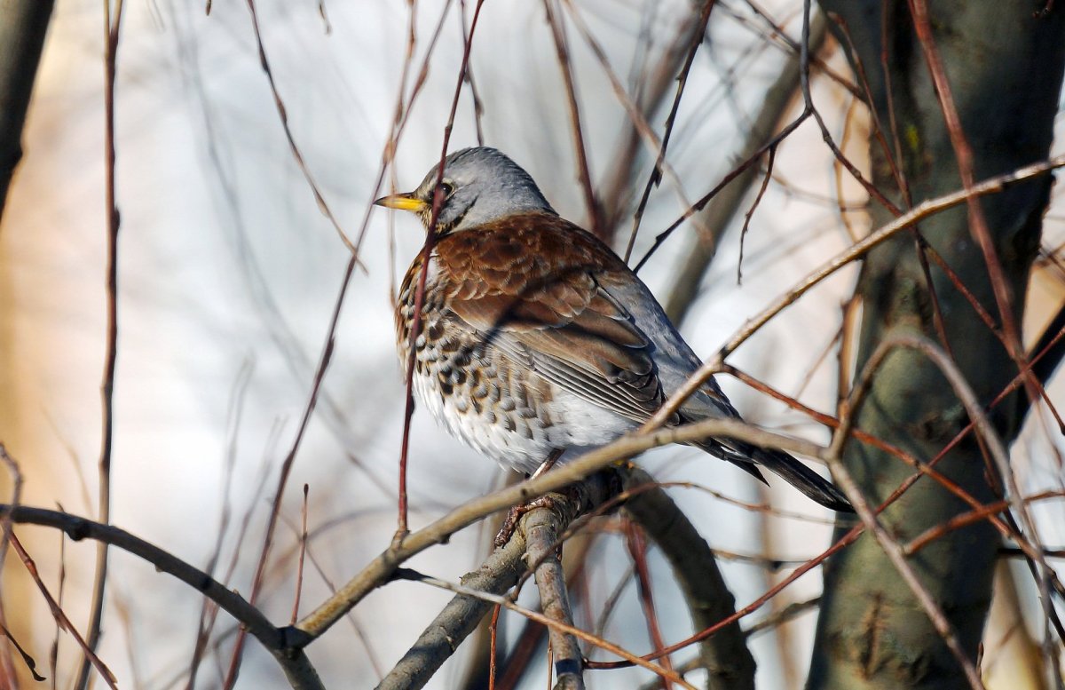 Серый Дрозд рябинник