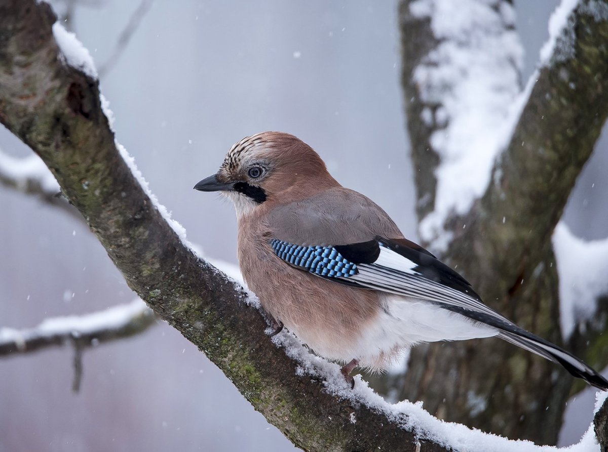 Сойка garrulus glandarius