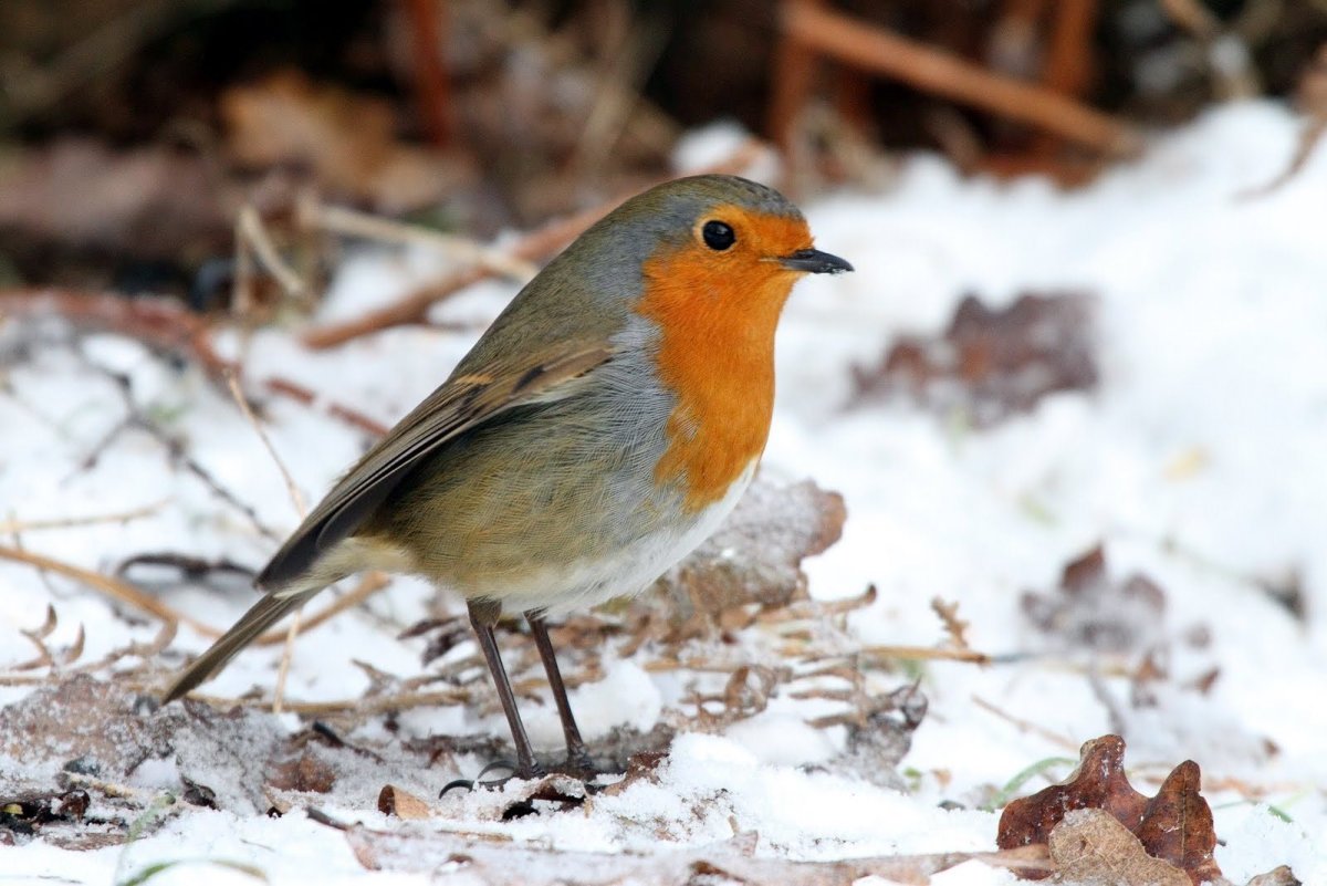 Птицы Подмосковья зимой