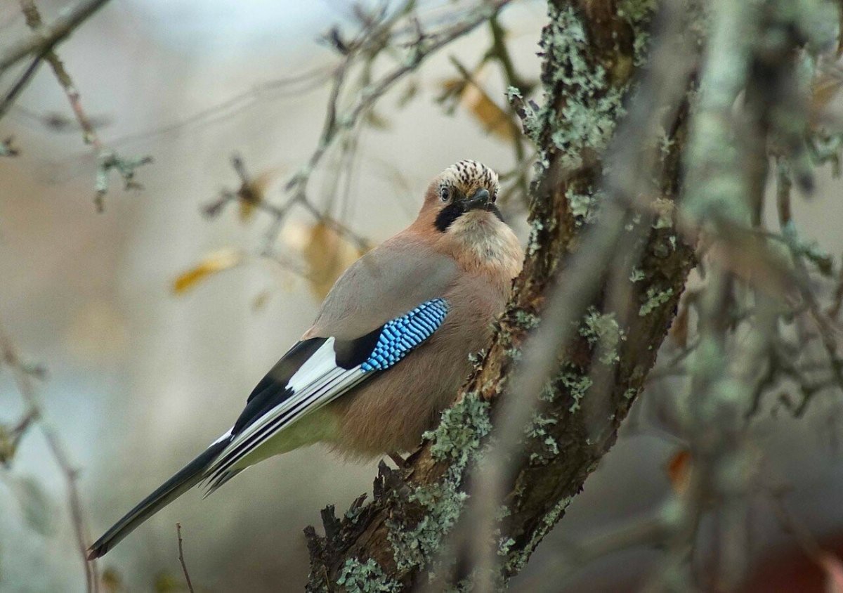 Сойка в тайге