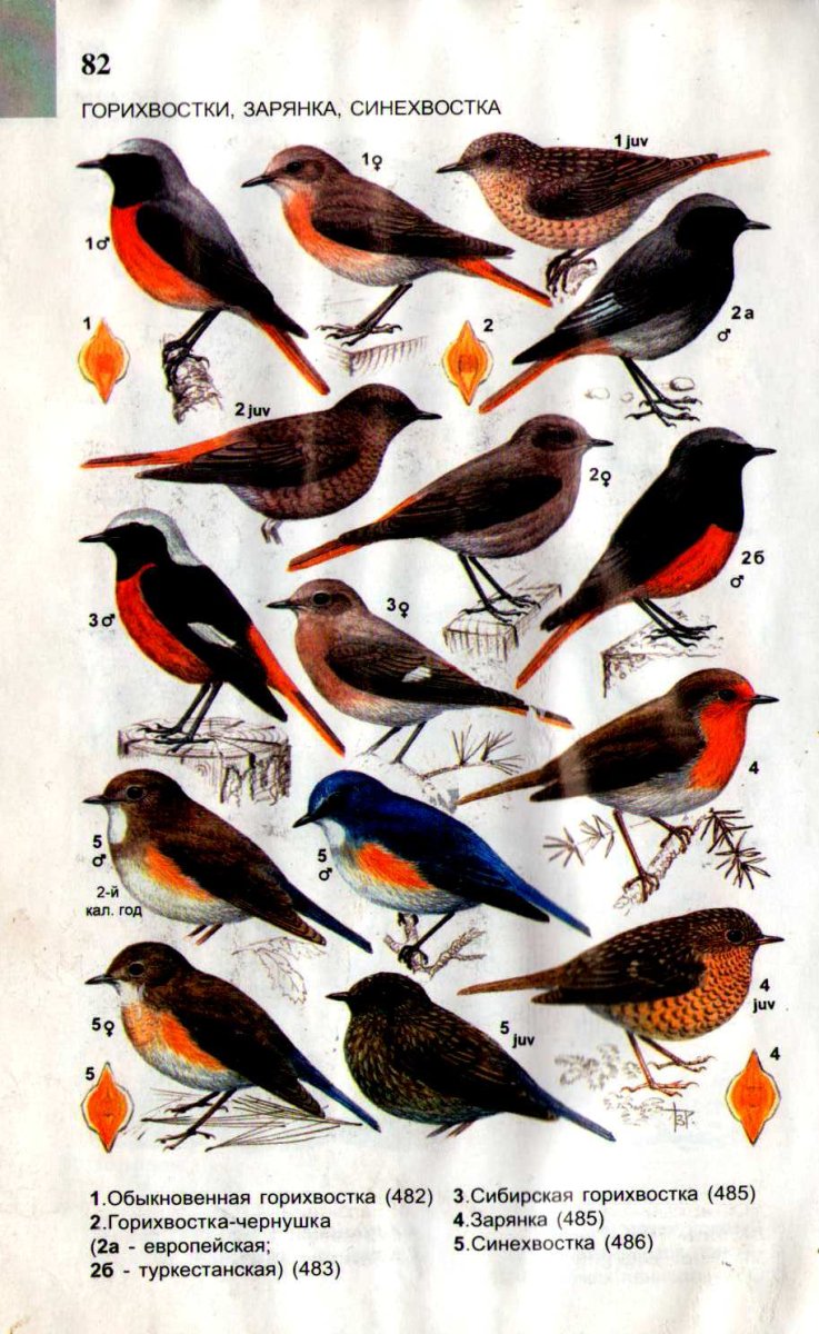 Атлас определитель птиц Сибири