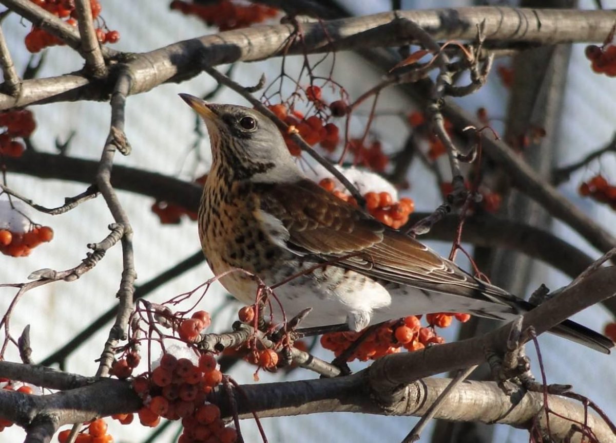 Дрозд рябинник и черешня
