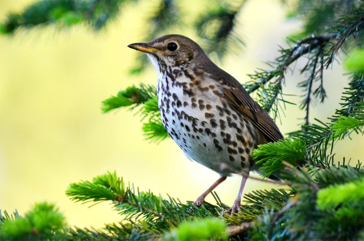Дрозд певчий птица