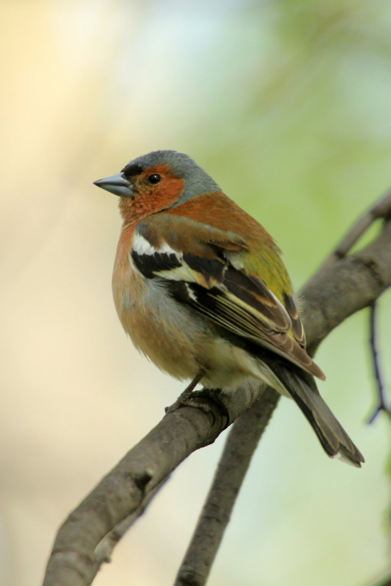 Зяблик (fringilla COELEBS)