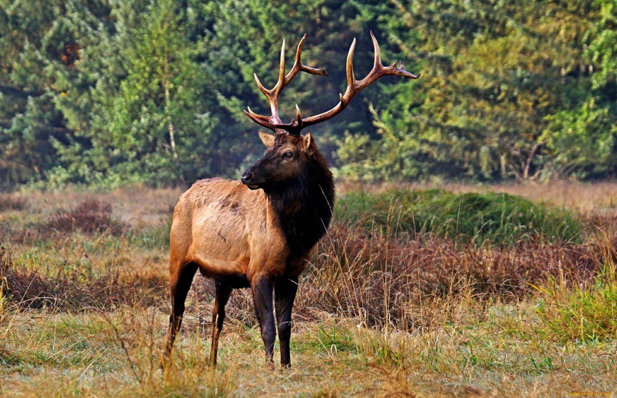 Вапити Рузвельта