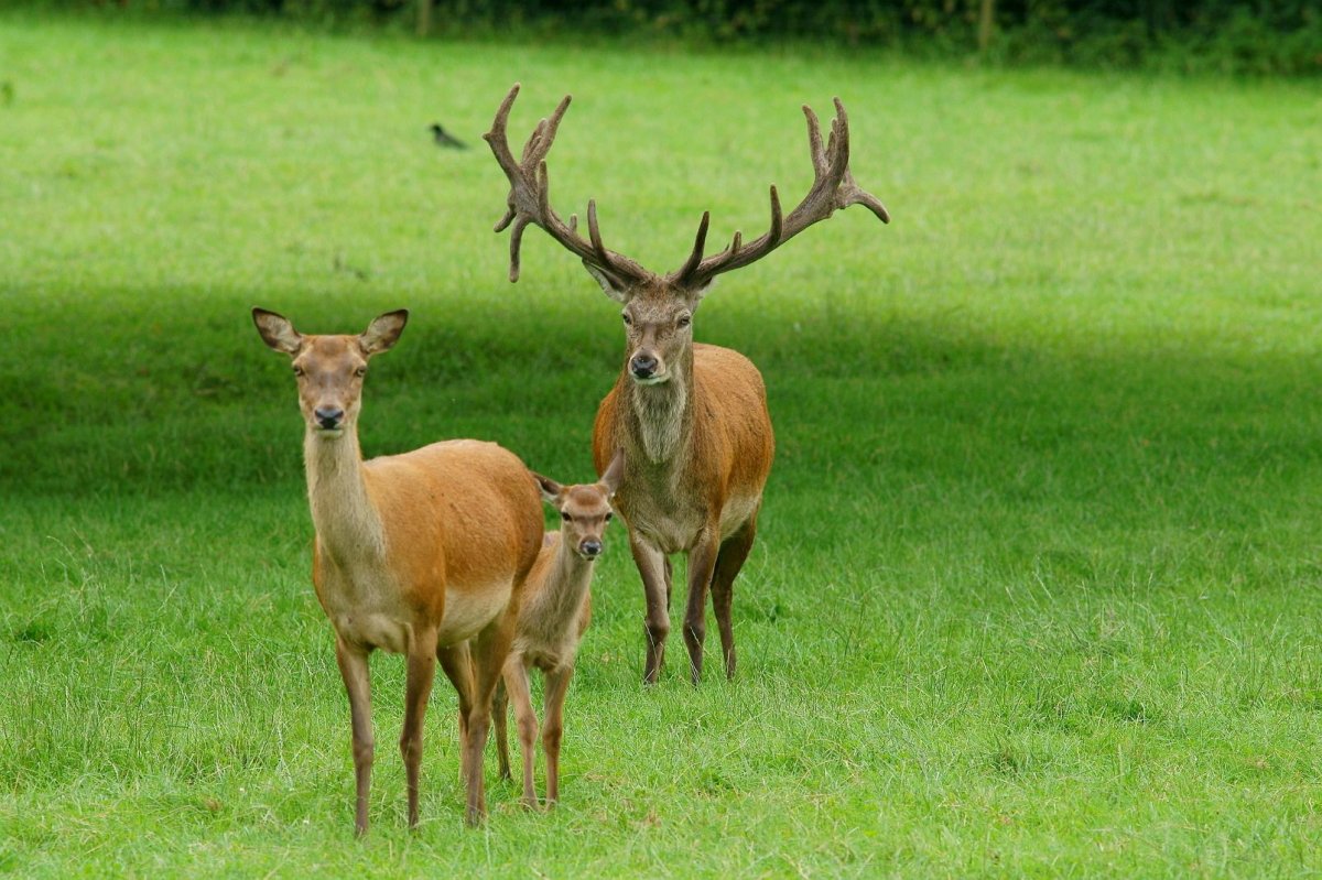 Благородный олень и олениха