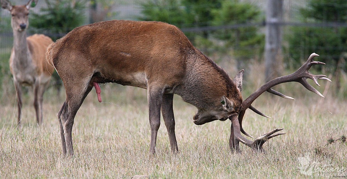 Олени спариваются