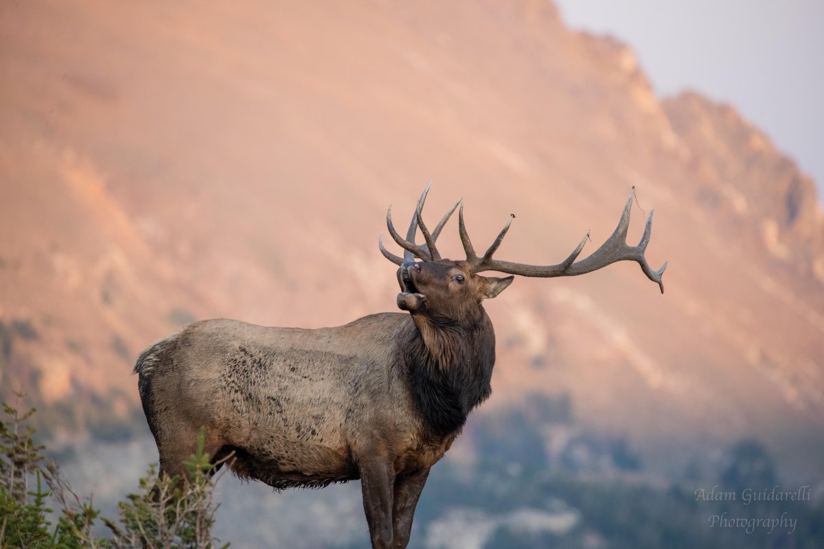 Вапити фото животное