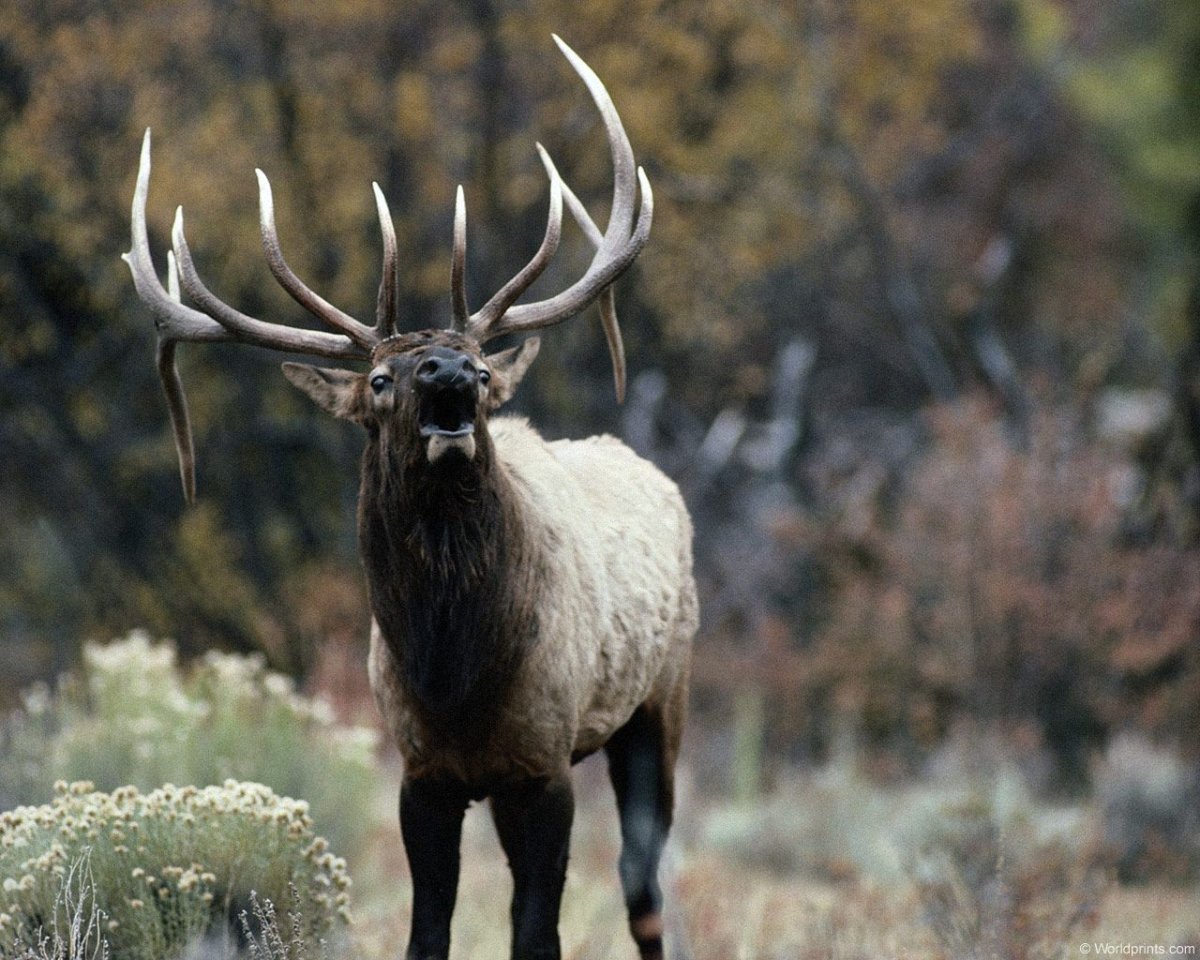 Изюбр благородный олень