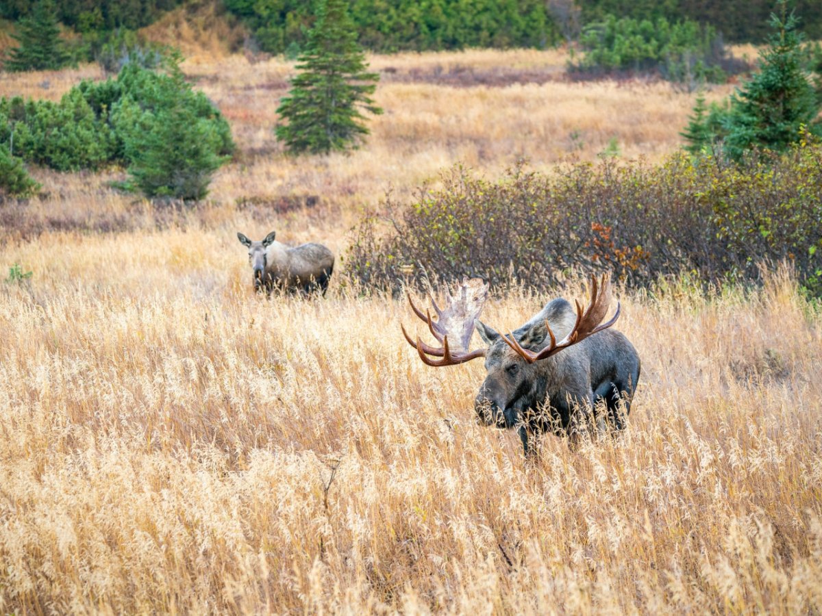 Олень в осеннем поле