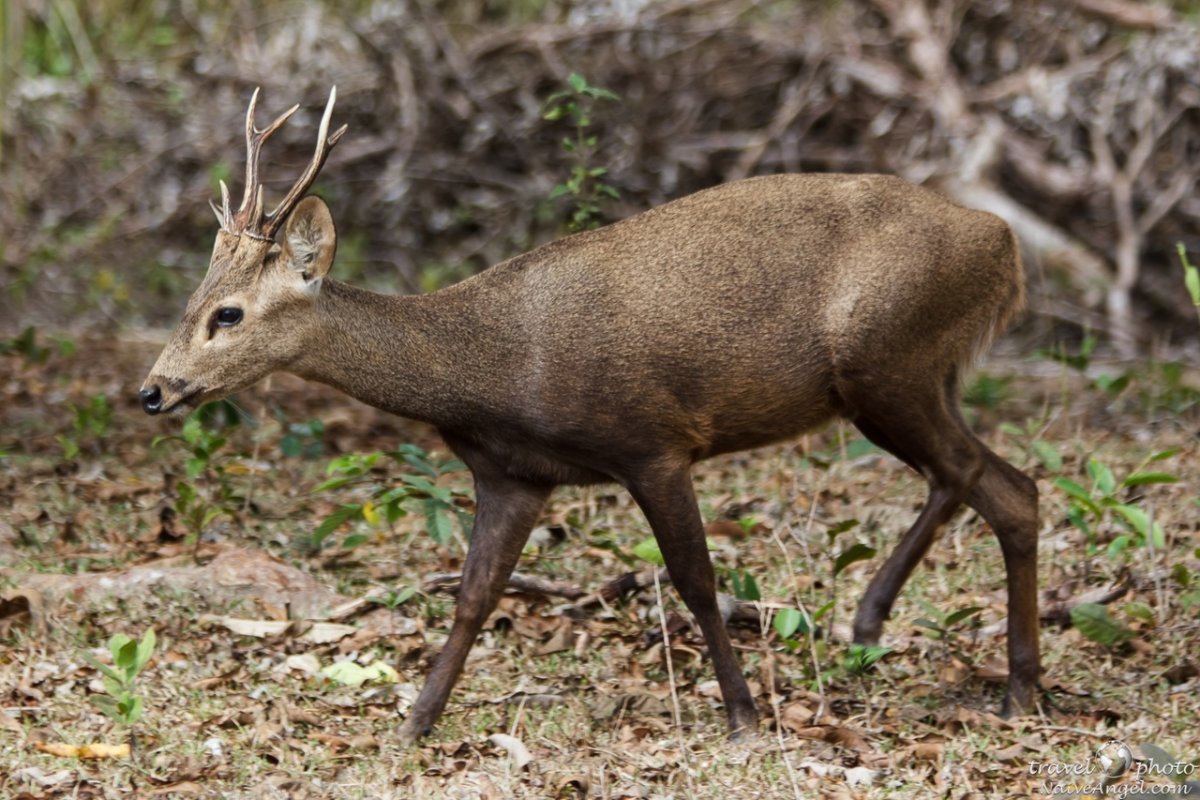 Андский олень Чили