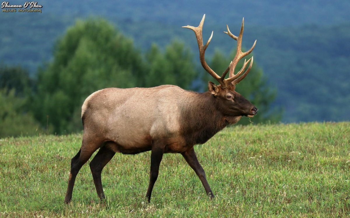 Вапити очень краткая характеристика