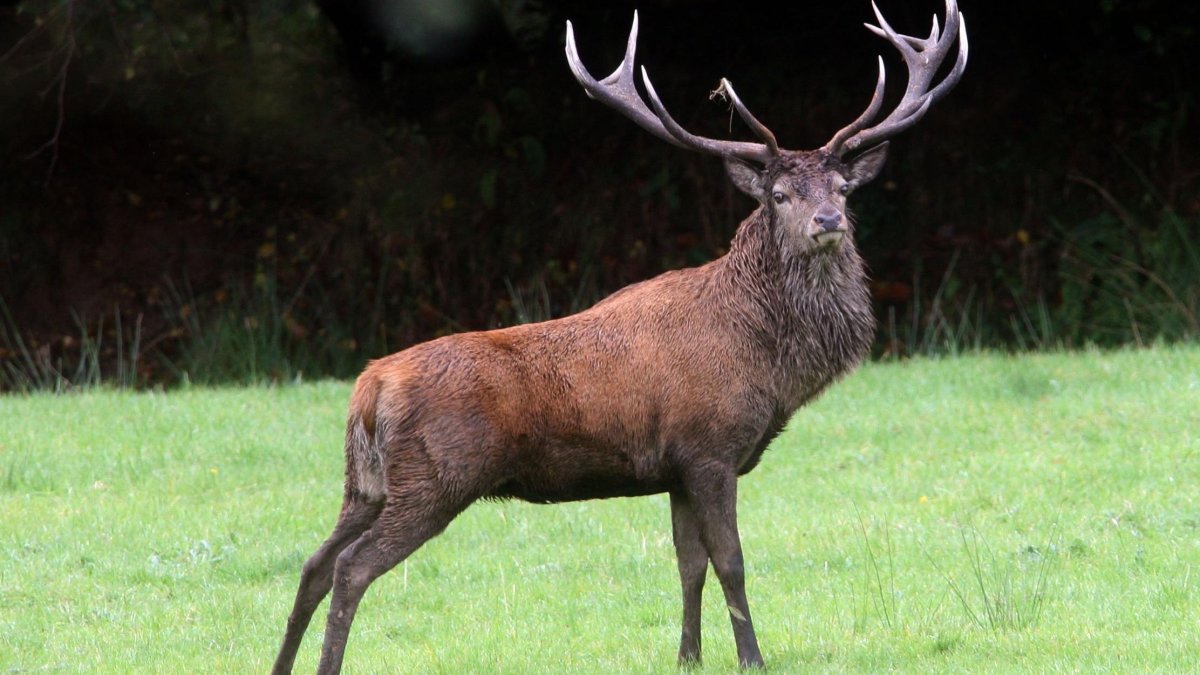 Благородный олень Марал изюбрь