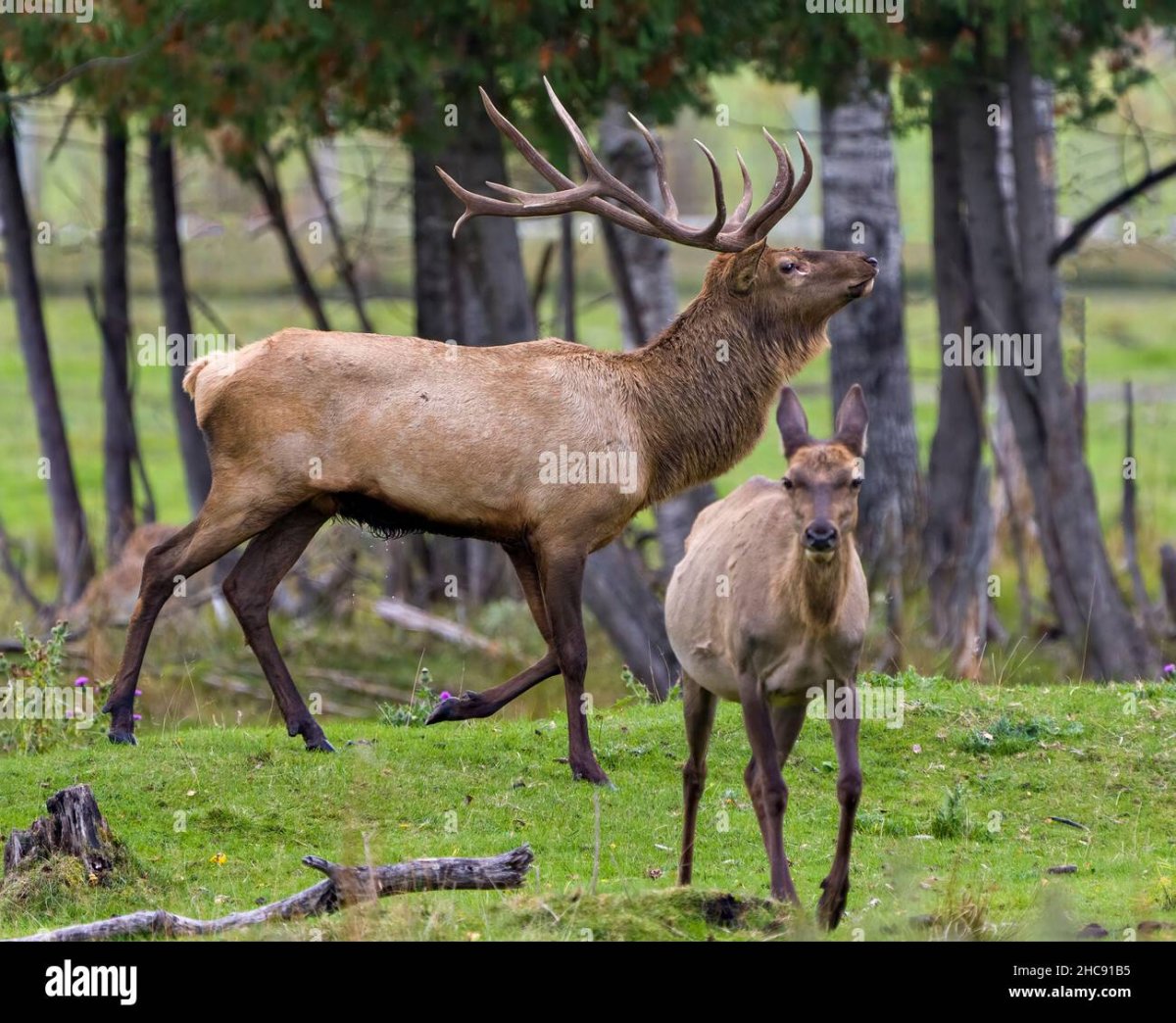 Благородный олень Испания Даньяна