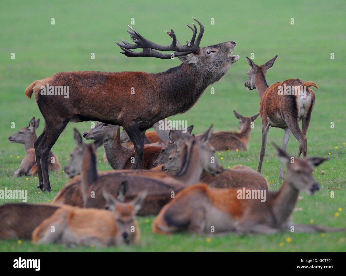 Благородный олень самка