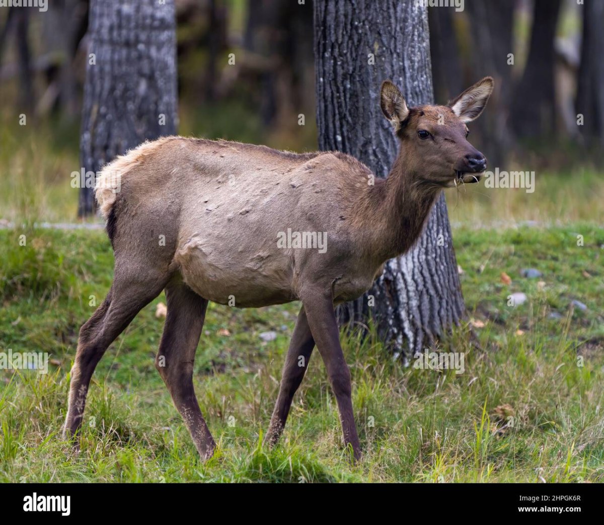 Млекопитающие Кабанского заказника