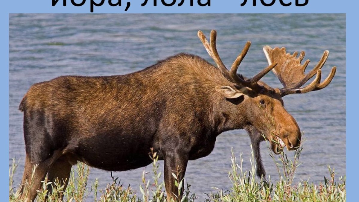 Печоро-Илычский заповедник олень