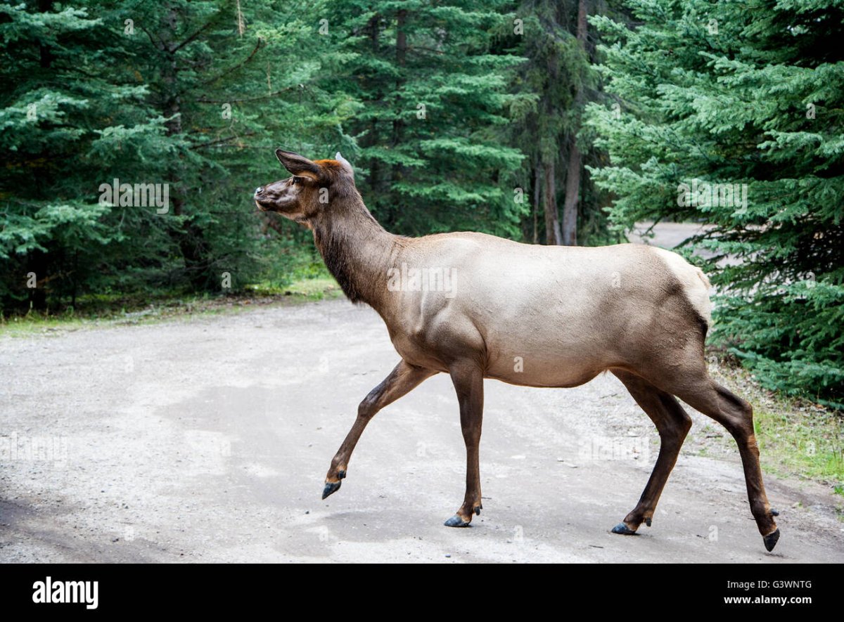 Альберта коровы канадки