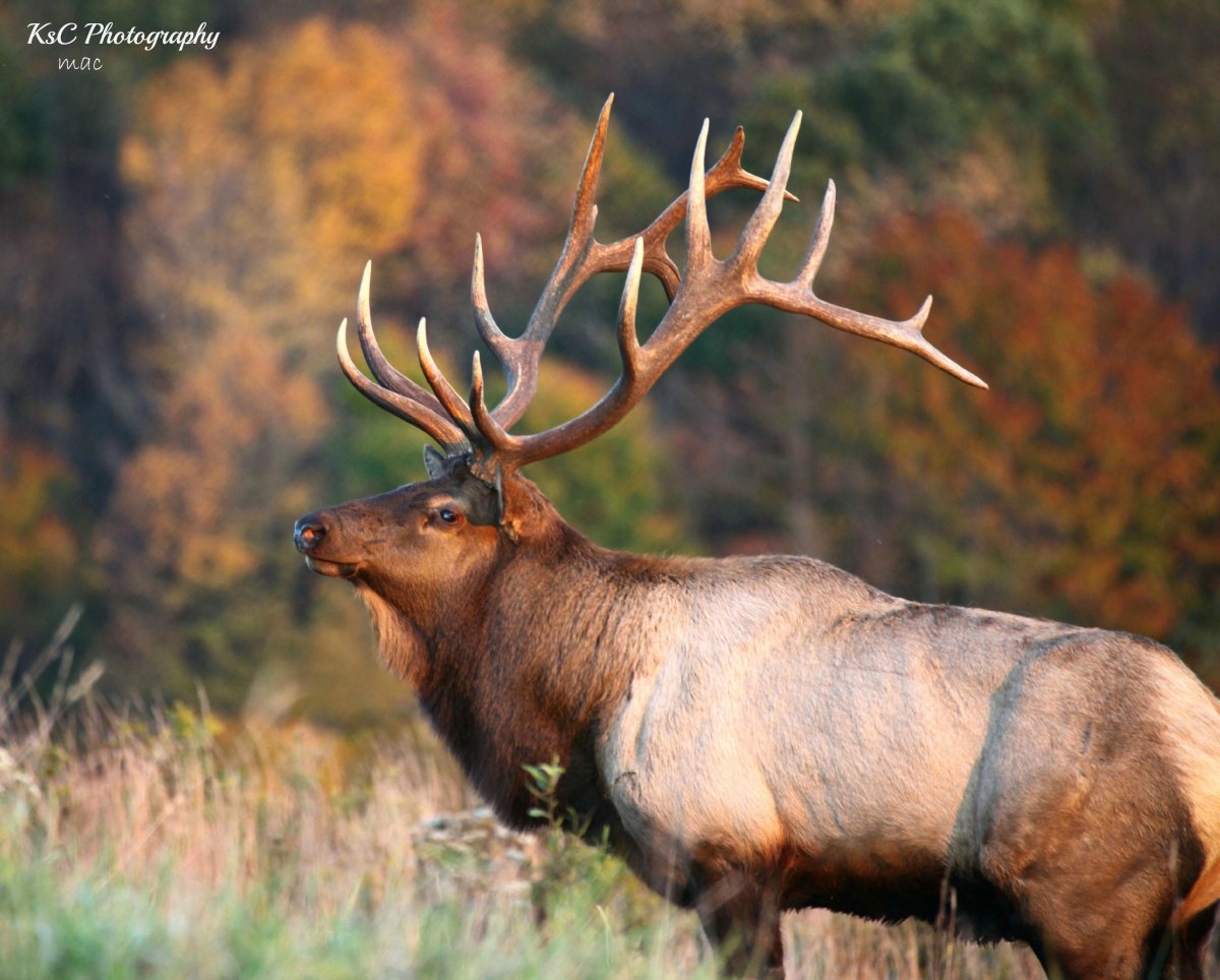 Лань животное