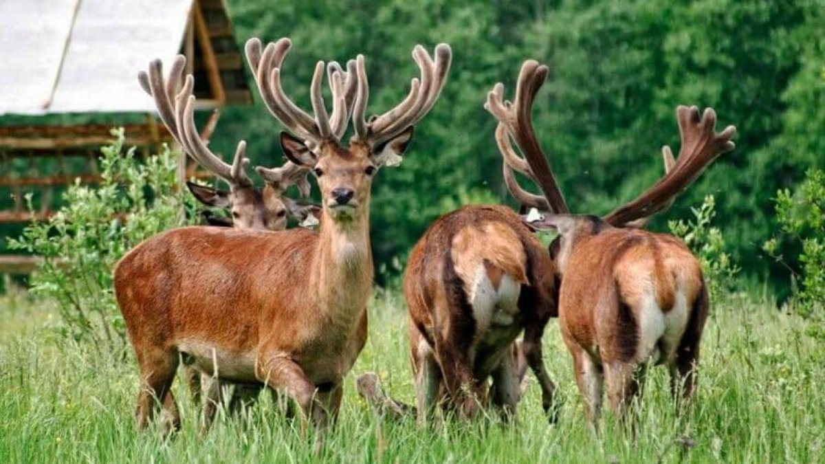 Животные Алтайского края