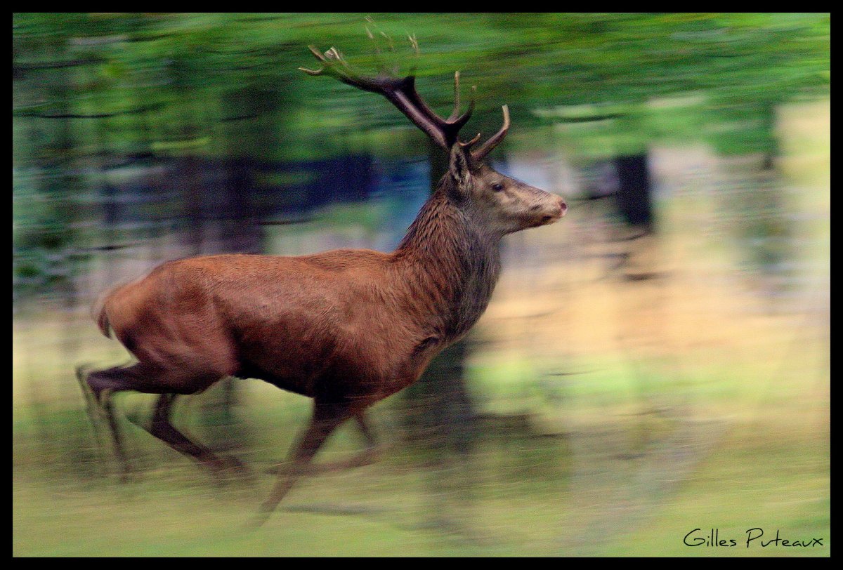 Виргинский олень в Ленинградской области