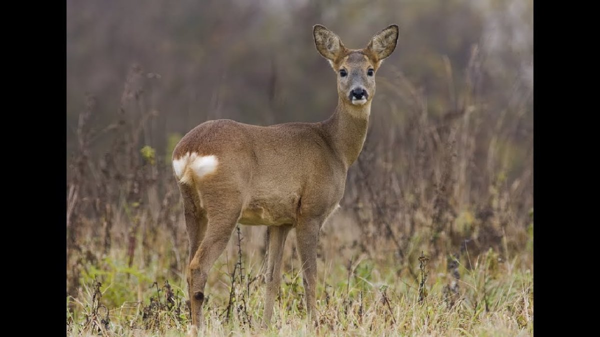 Европейская косуля
