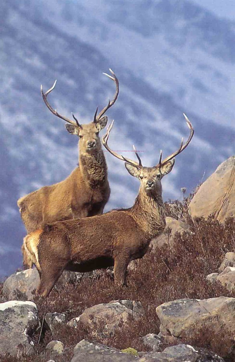 Маралы горный Алтай