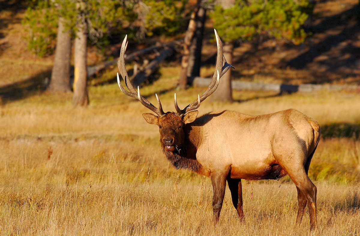 Благородный олень вапити