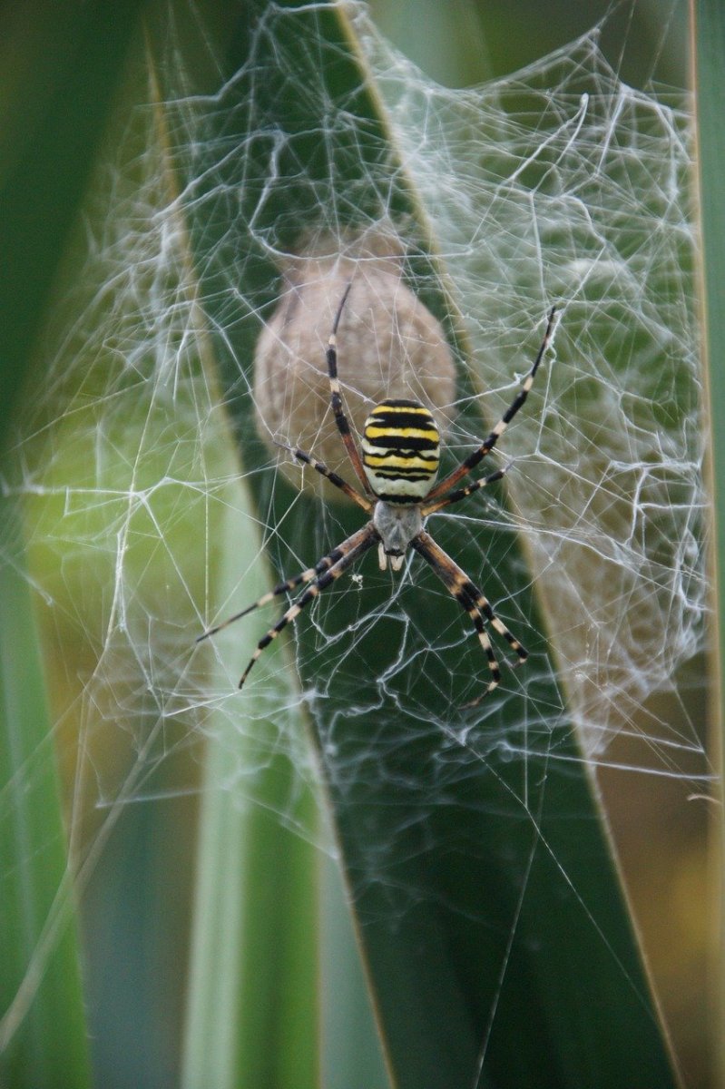 Кокон паука крестовика