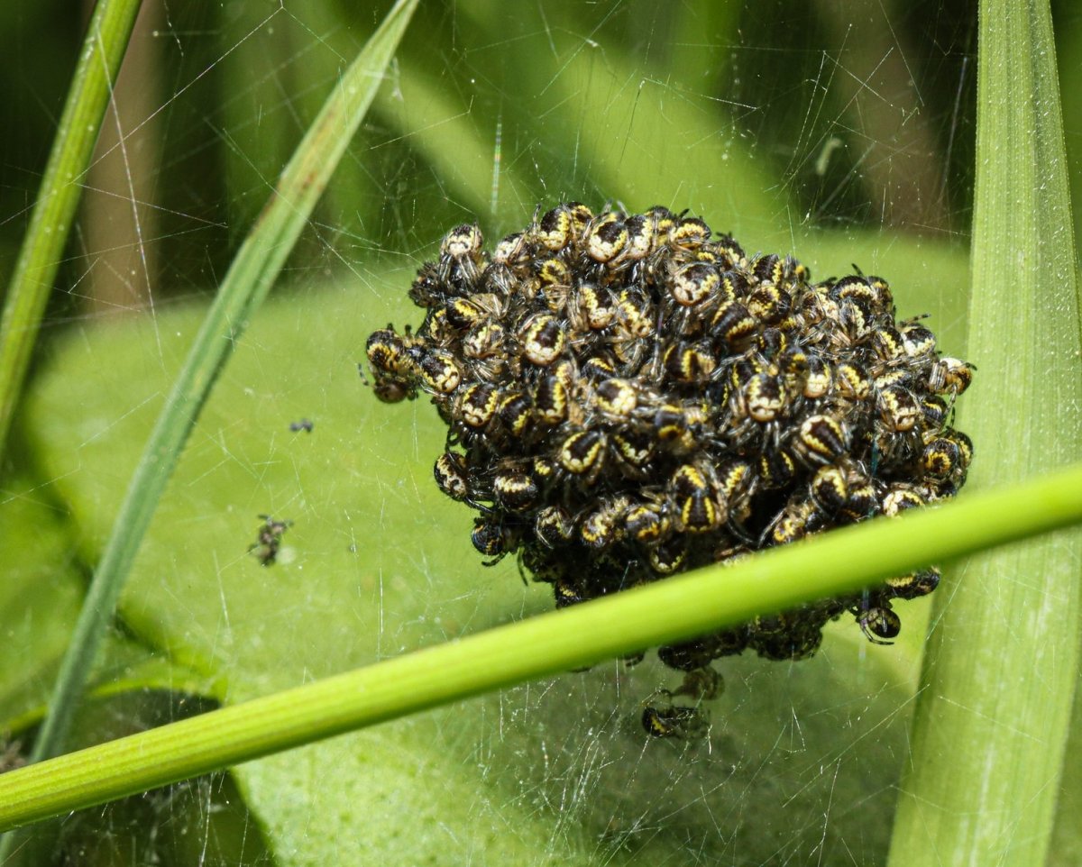 Паучата вылупляются