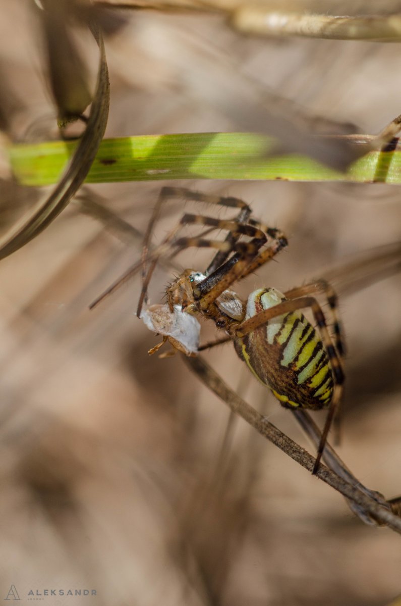 Паук Аргиопа самка
