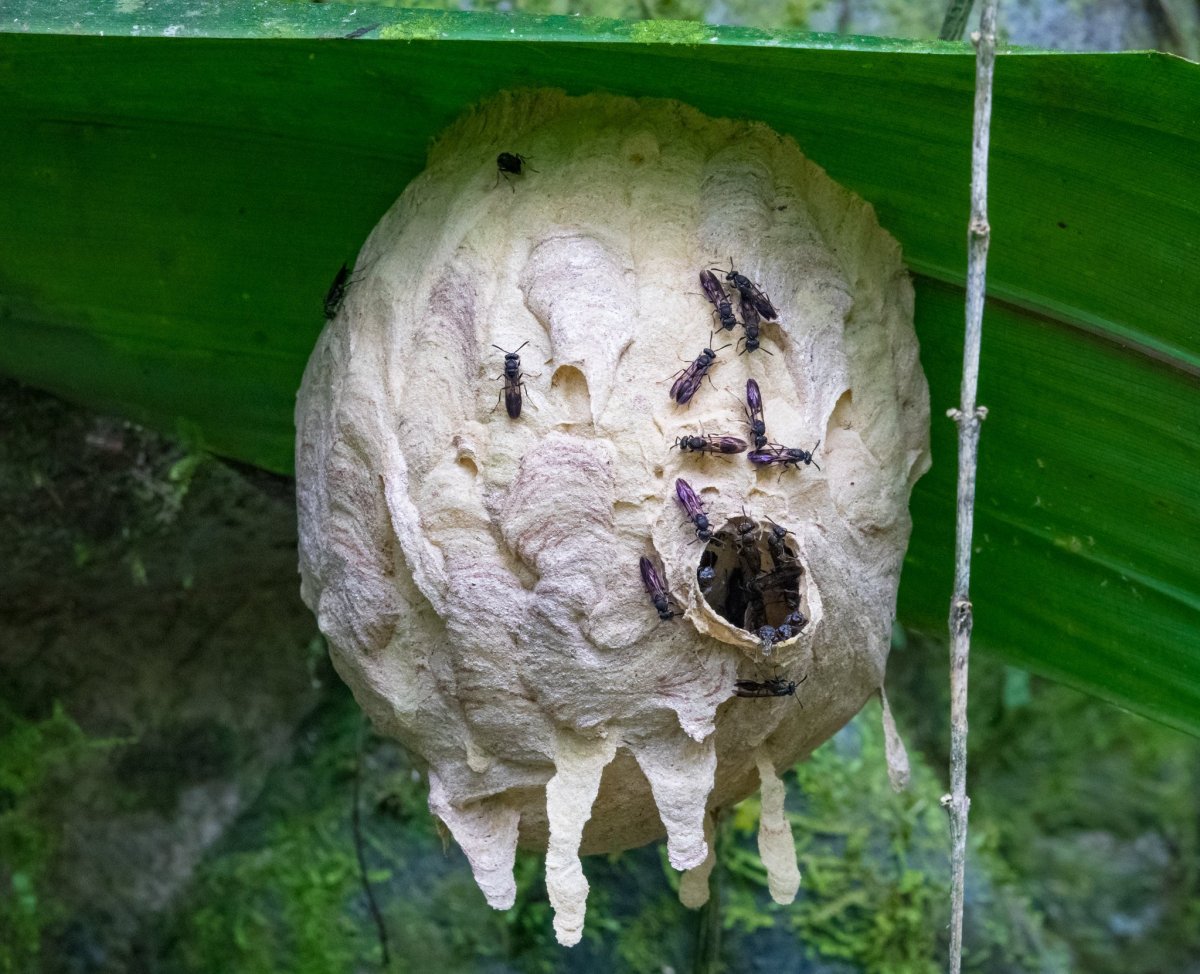 Моховая Оса кокон