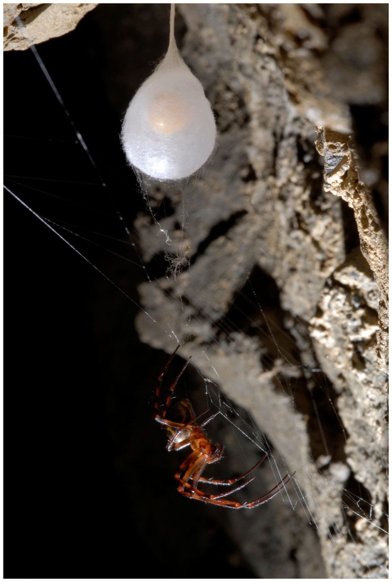 Яйцевой кокон паука