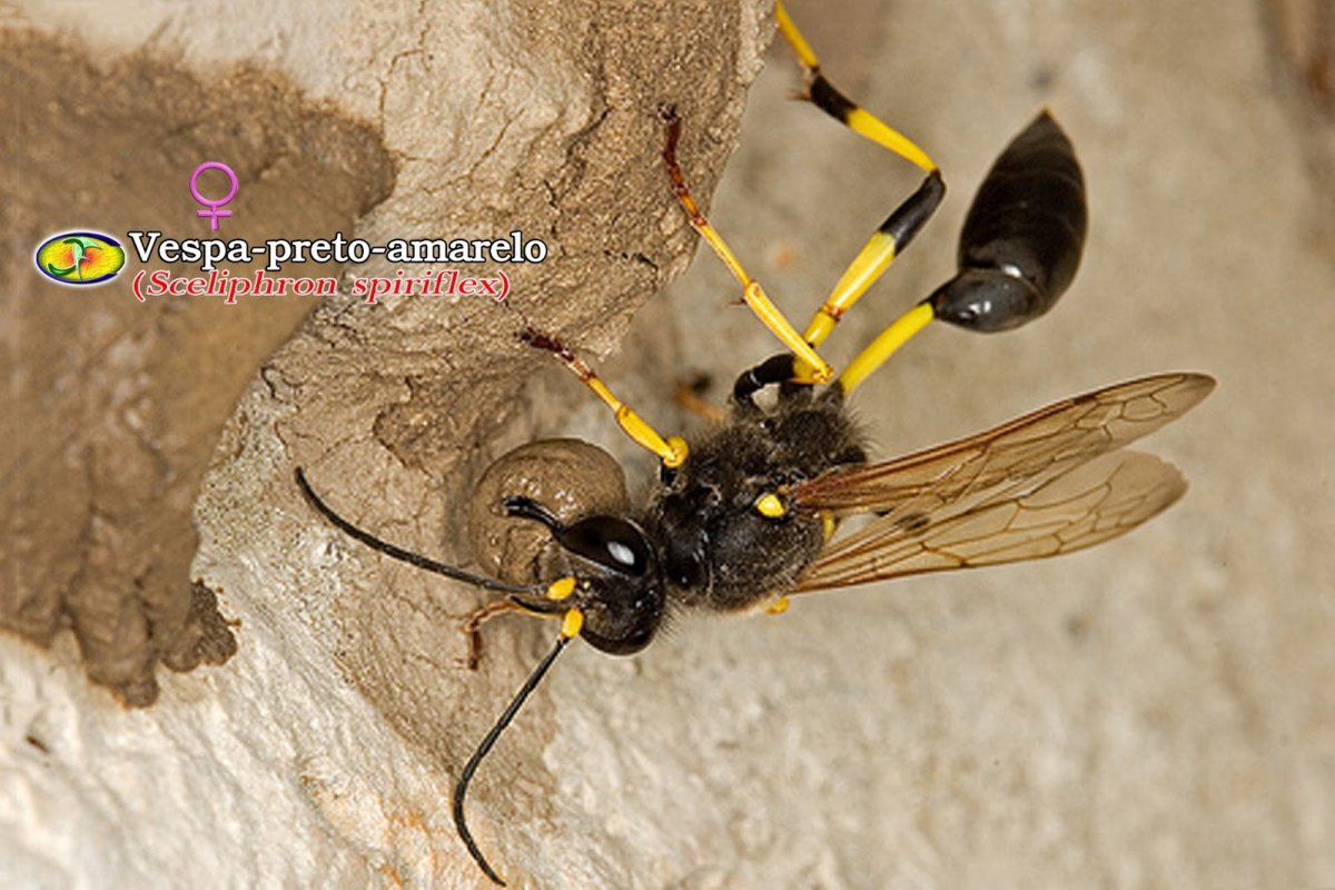 Пелопей обыкновенный гнездо