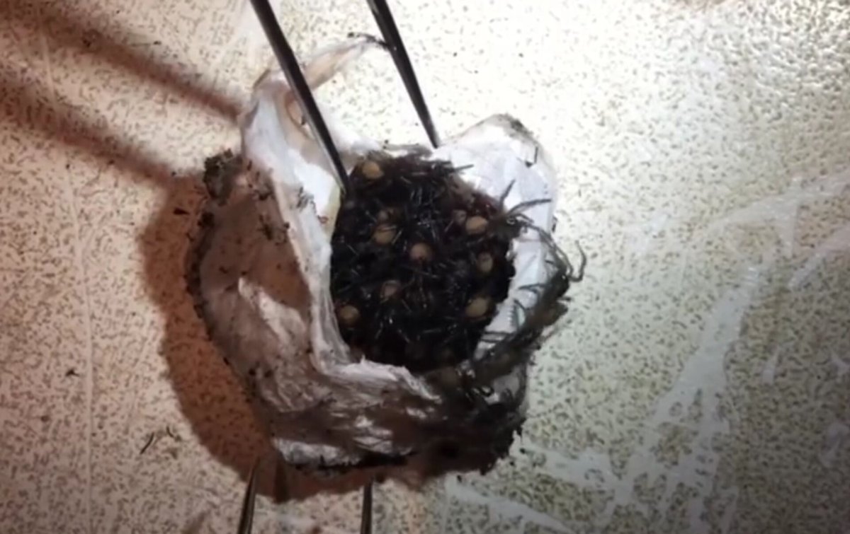 Коконы пауков 8