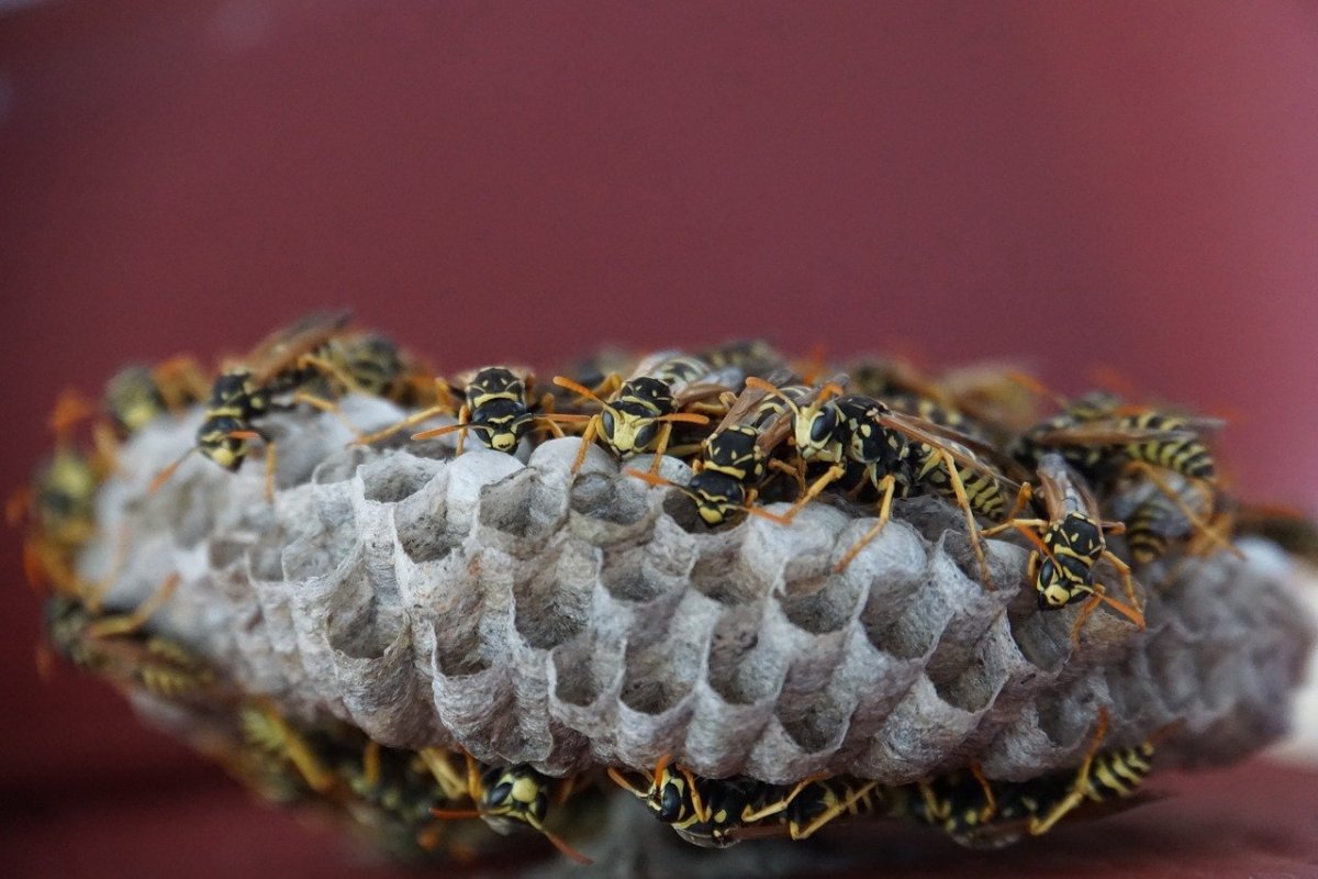 Соты насекомых