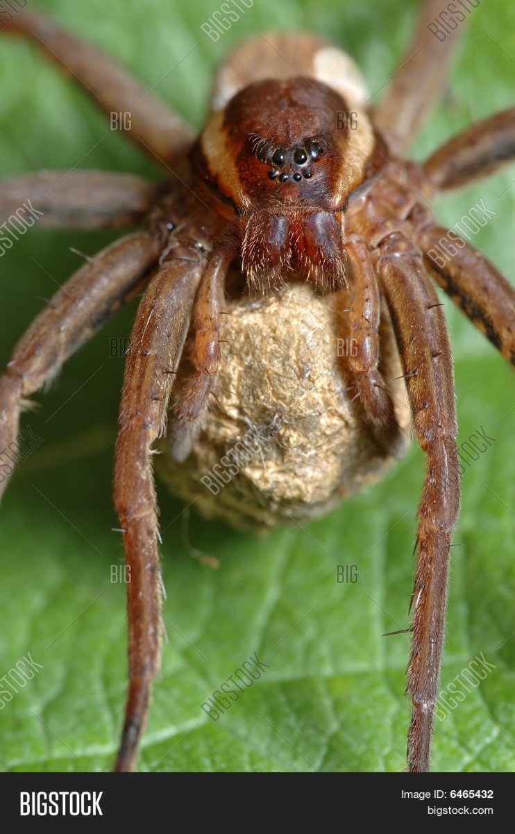Dolomedes aquaticus паук