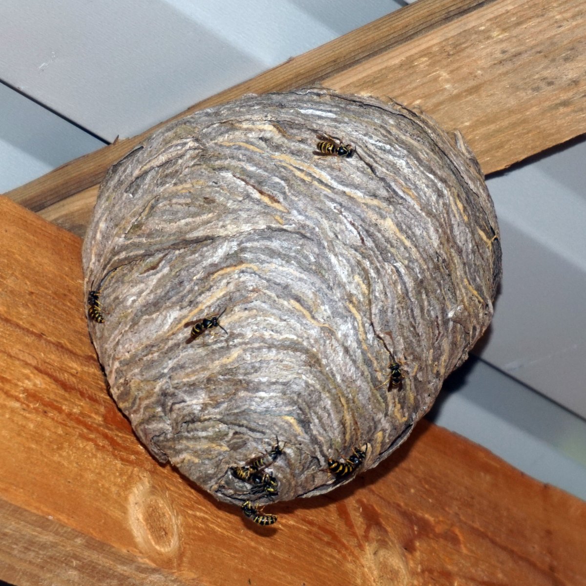 Осиное гнездо и пчелиное гнездо