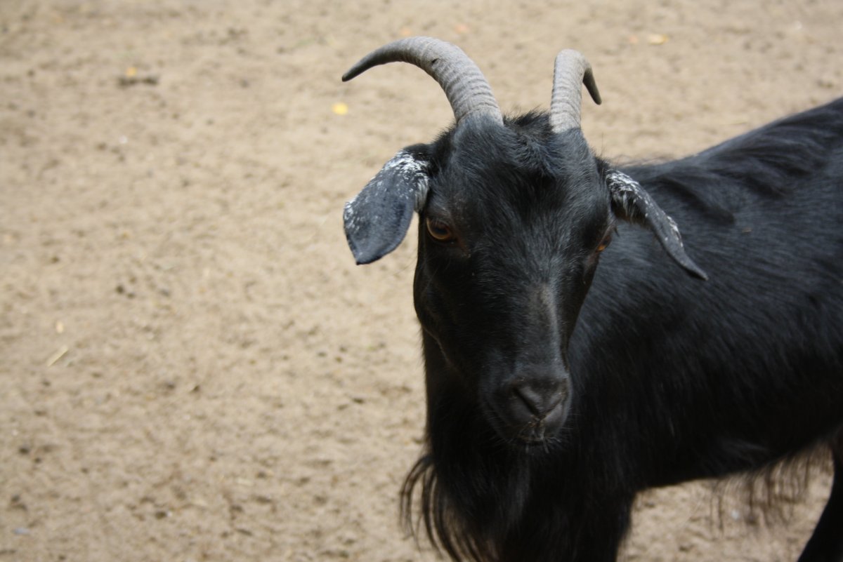 Черный козел красивый