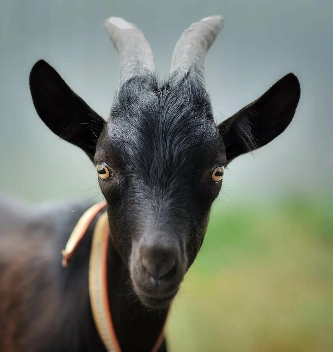 Чёрный козёл