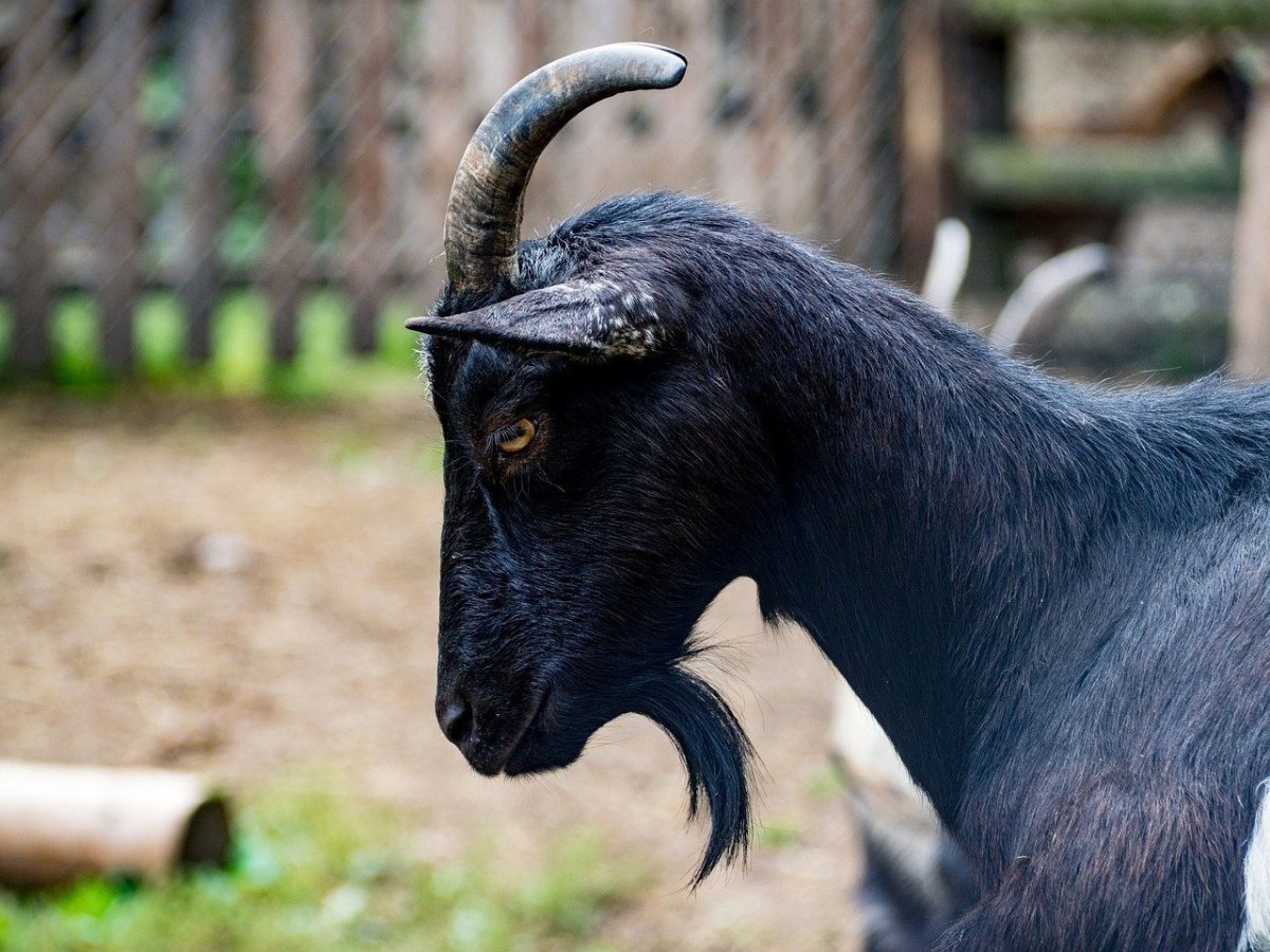 Черная Анатолийская порода коз