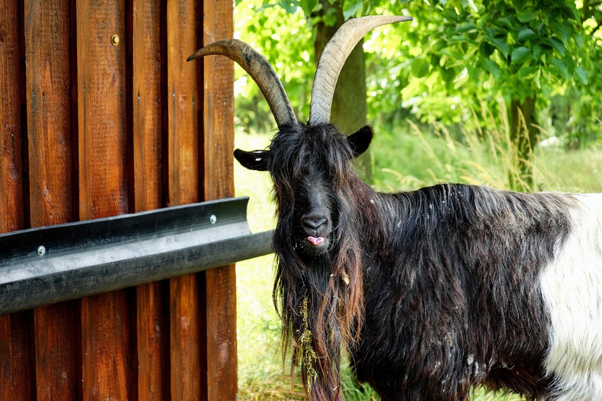 Черный козел длинношерстный