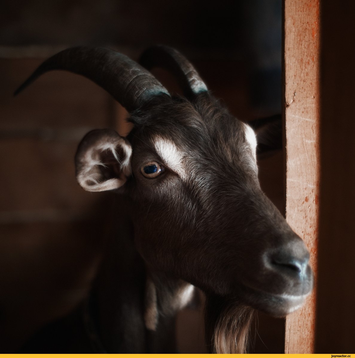 Черная коза